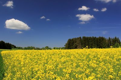 Scenic view of oilseed rape field against sky