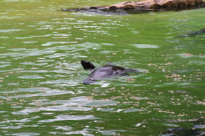 Duck swimming in lake