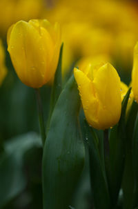 Close-up of wet yellow rose flower