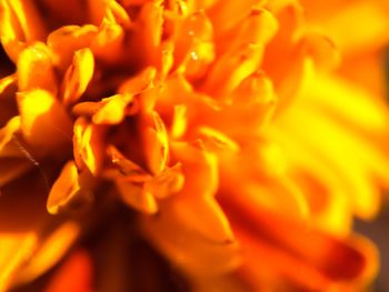 Close-up of yellow flower