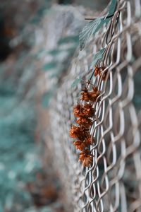 Close-up of insect on chainlink fence