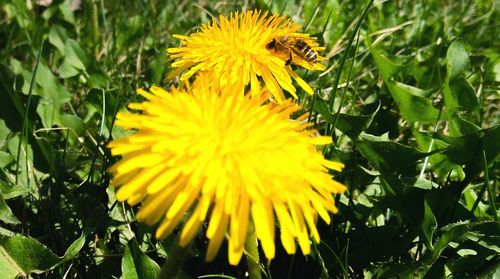 Close-up of yellow flower blooming in field