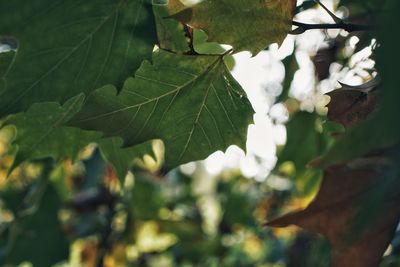 Low angle view of leaves on tree