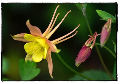 Close-up of flower blooming outdoors