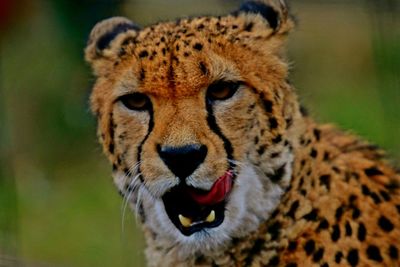 Close-up portrait of a leopard