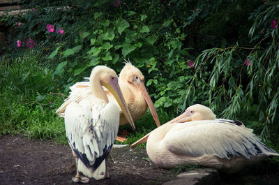 Close-up of swan perching on plants