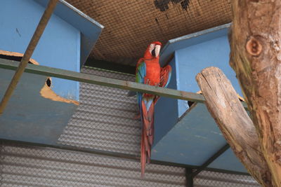 Bird perching on wood