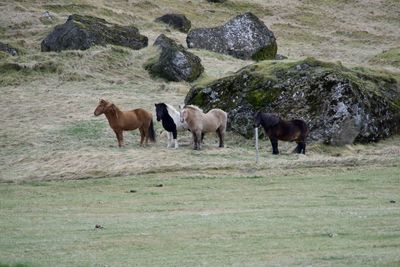 Horses in a field