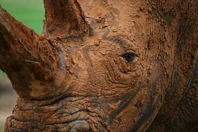 Rhino close up