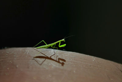 Close-up of insect on leaf