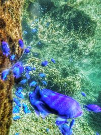 Close-up of fish swimming in sea