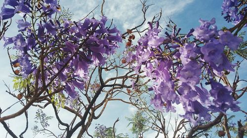 Low angle view of purple flowers blooming on tree