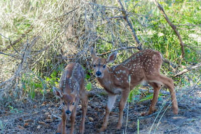 Portrait of deer standing in forest