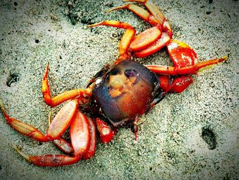 Close-up of crab in background