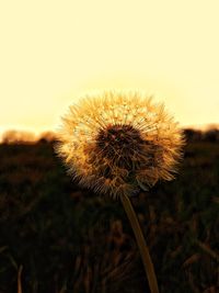 Close-up of dandelion on field against sky