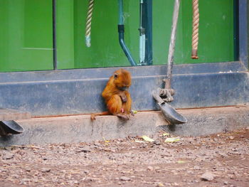 Monkey on squirrel