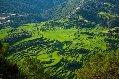 Aerial view of terraced rice fields