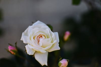 Close-up of white rose blooming outdoors