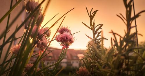 Close-up of flowering plants on field against sunset sky