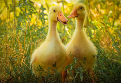 Birds in a field