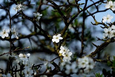 Close-up of apple blossoms in spring