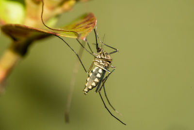 Close-up of damselfly on leaf