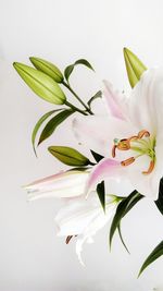 Close-up of white lily