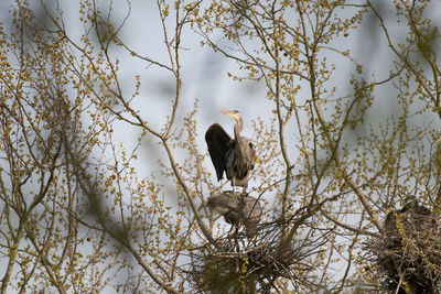 Low angle view of bird perching on tree