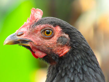 Close-up of a bird looking away