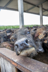 Bufalo cow in farm