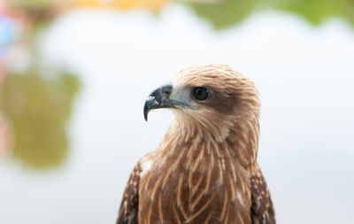 Close-up of a bird looking away
