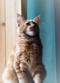 View of a cat looking away at home