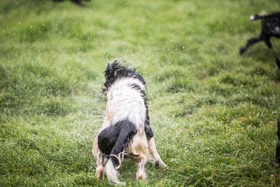 Dog standing in field