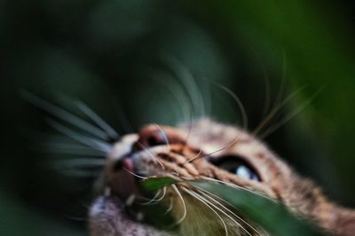 Close-up of honey bee pollinating on flower