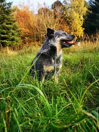 View of a dog on field