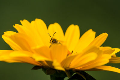 Close-up of bee on yellow flower