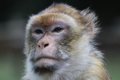 Portrait of monkey