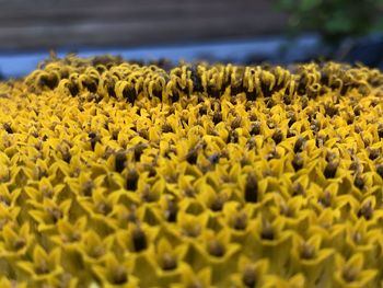 Close-up of yellow flowering plant on land