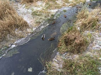 High angle view of birds in lake