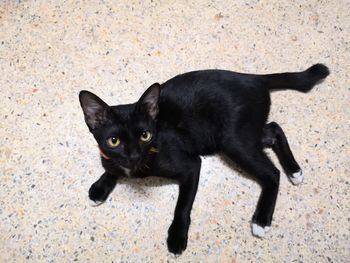 High angle portrait of black cat