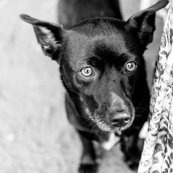 Close-up portrait of dog