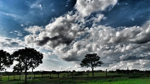 Trees on field against sky