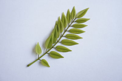 leaf