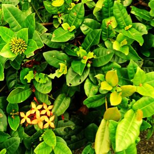 High angle view of flowering plants
