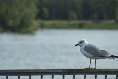 Seagull perching on wooden post