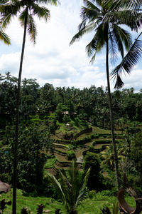 View of palm trees against sky