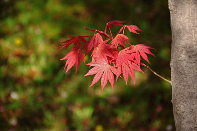 Close-up of red maple leaves on tree