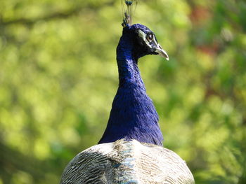 Close-up of a peacock