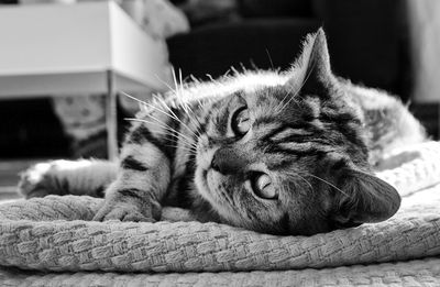 Close-up portrait of cat