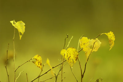 Close-up of butterfly pollinating on yellow flower